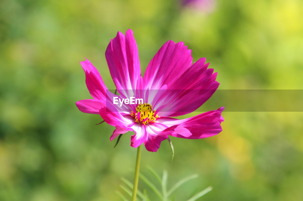 Close-up of pink cosmos flower