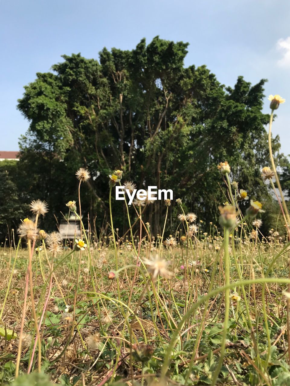 TREES AND PLANTS ON FIELD