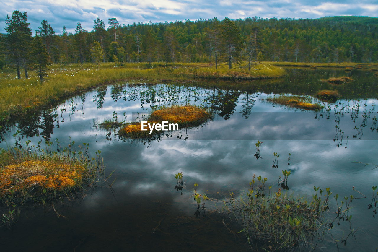 Reflection of trees on lake in forest