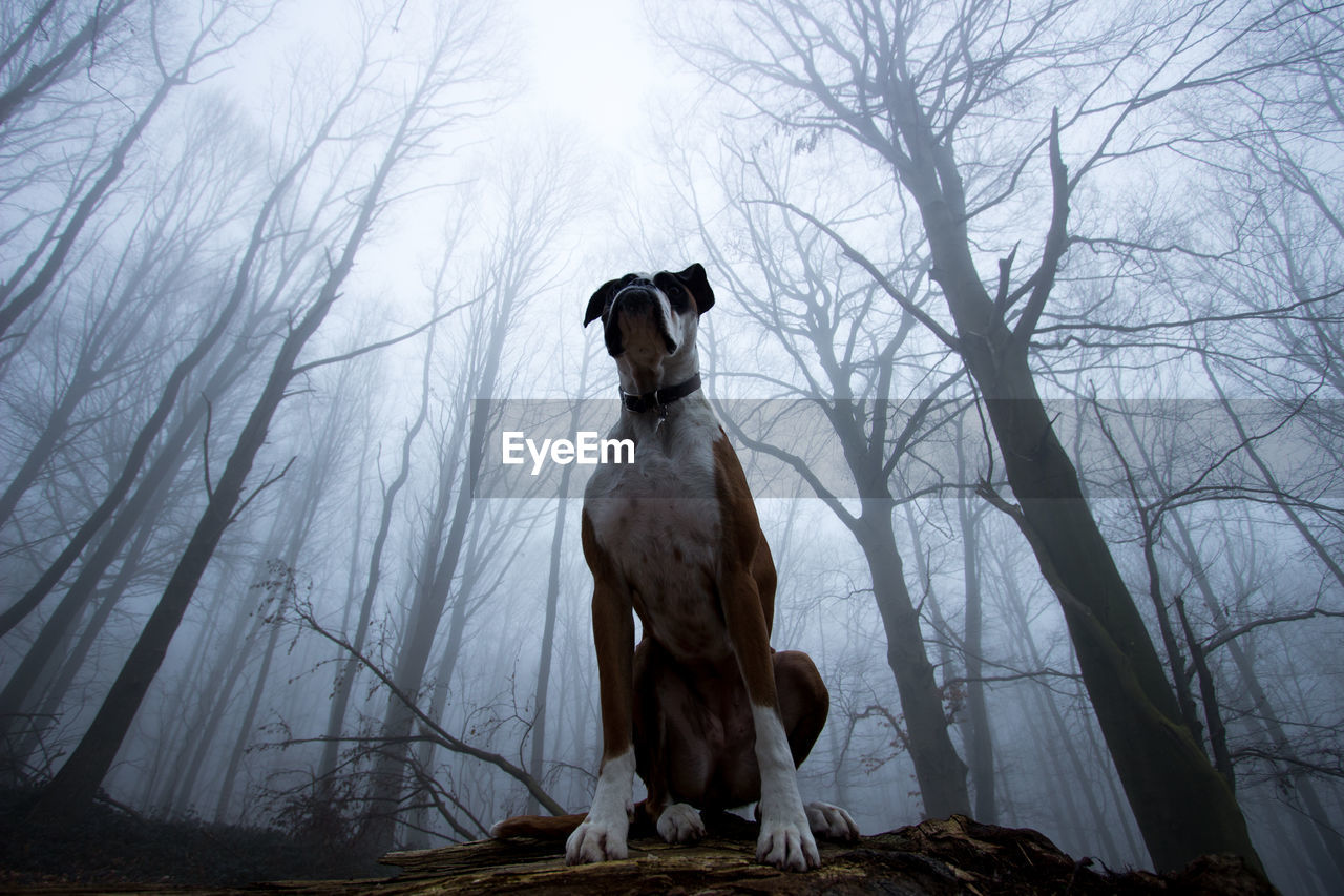 Low angle view of boxer sitting on fallen tree in forest