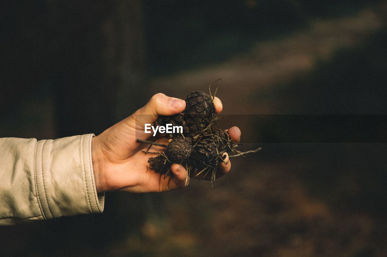 Close-up of hand holding pine cones