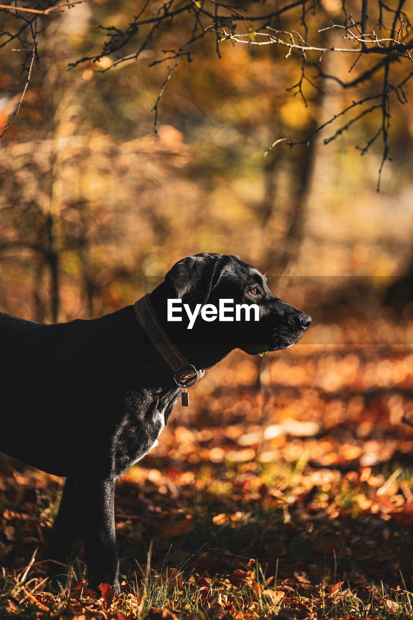 dog, one animal, animal, animal themes, mammal, autumn, pet, canine, domestic animals, nature, leaf, tree, no people, plant, land, sunlight, carnivore, outdoors, forest, side view, day, plant part, focus on foreground