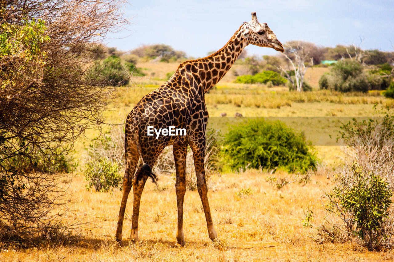 Giraffe standing on field at tsavo east national park