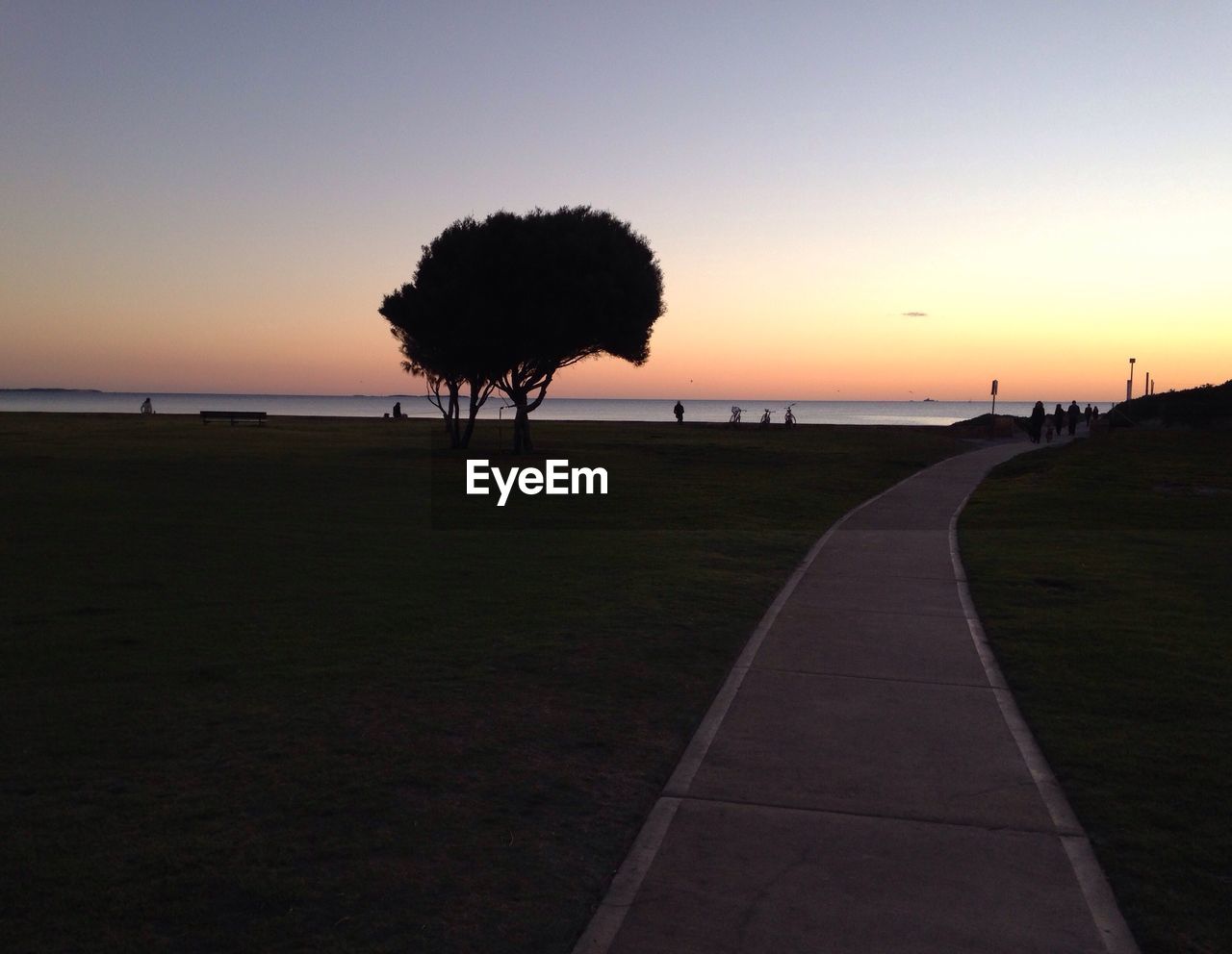 SILHOUETTE OF TREES ON BEACH AT SUNSET