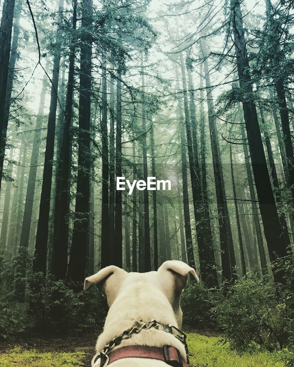 Low angle view of a dog in forest