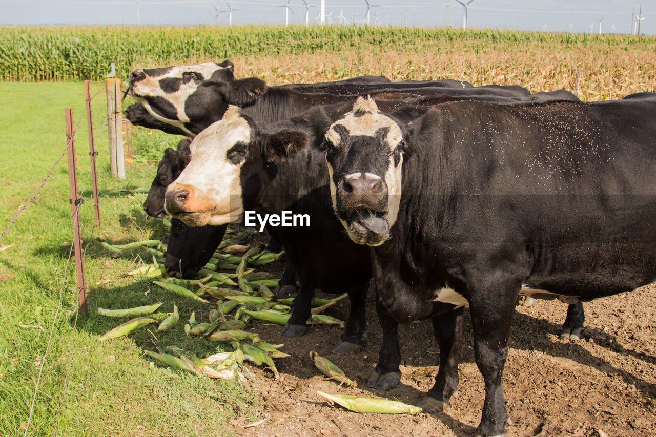 Cows eating ears of sweet corn.