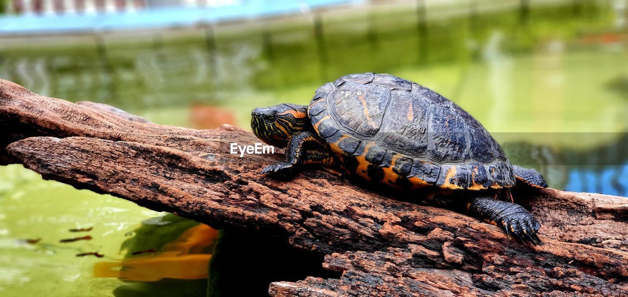 Close-up of turtle in lake