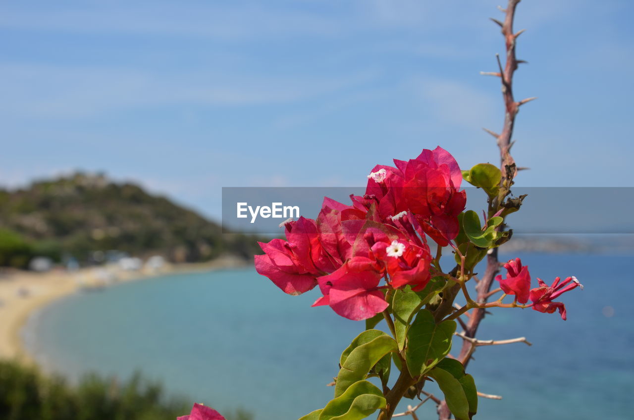 CLOSE-UP OF RED FLOWERING PLANT AGAINST WATER