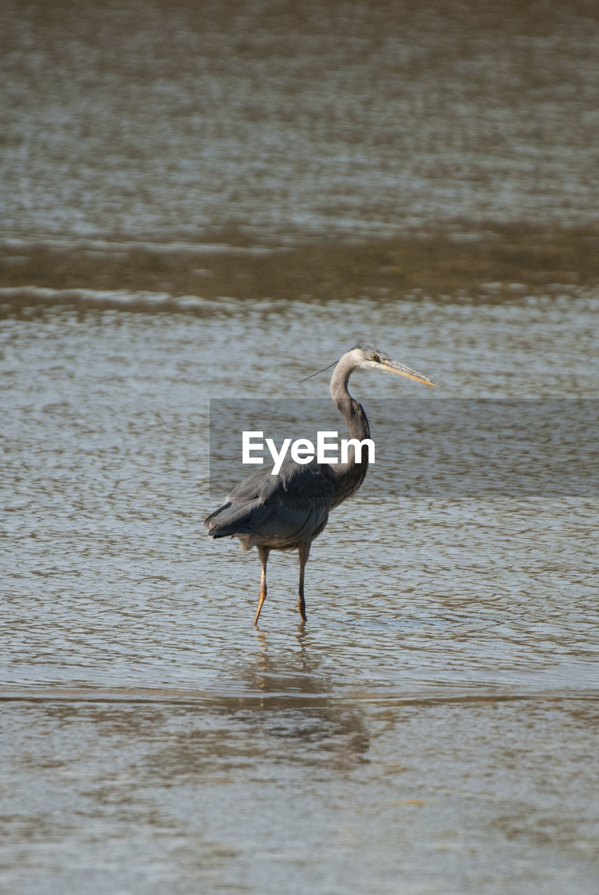 High angle view of gray heron standing in lake