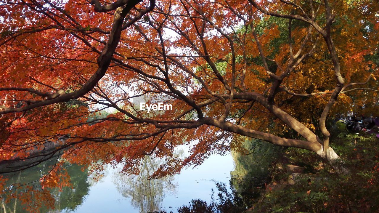 Trees by lake in forest during autumn