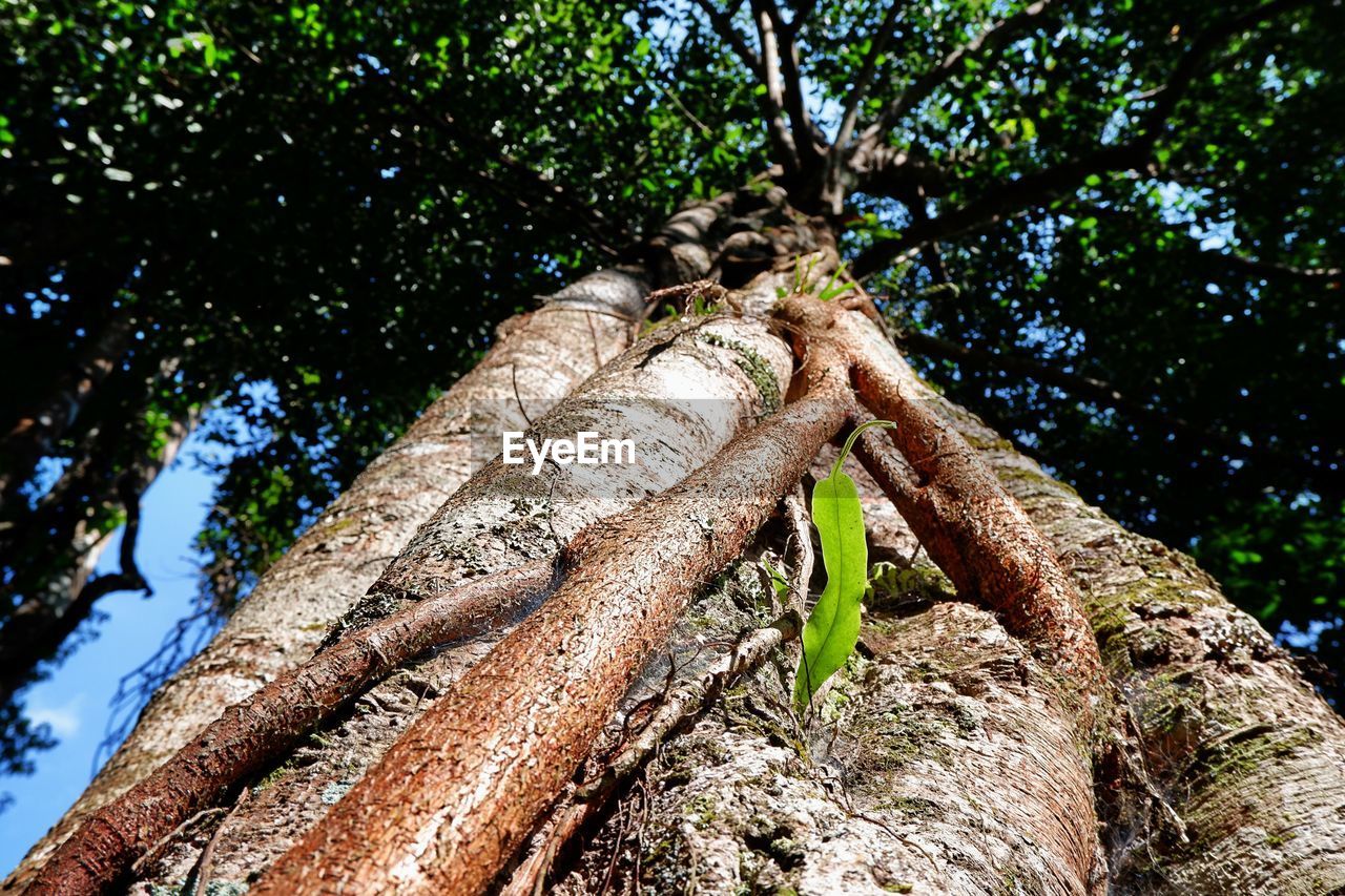 LOW ANGLE VIEW OF TREE TRUNK