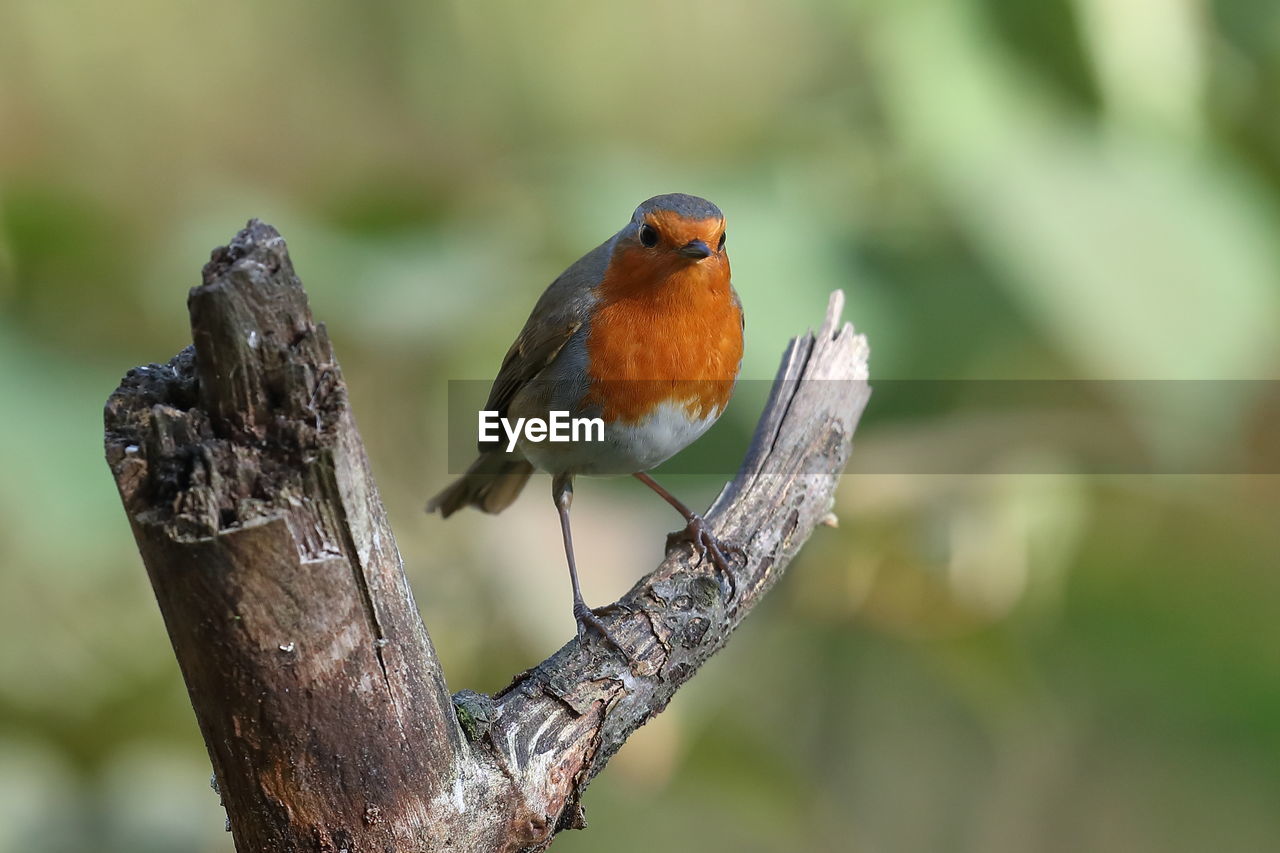 Close-up of bird perching on branch