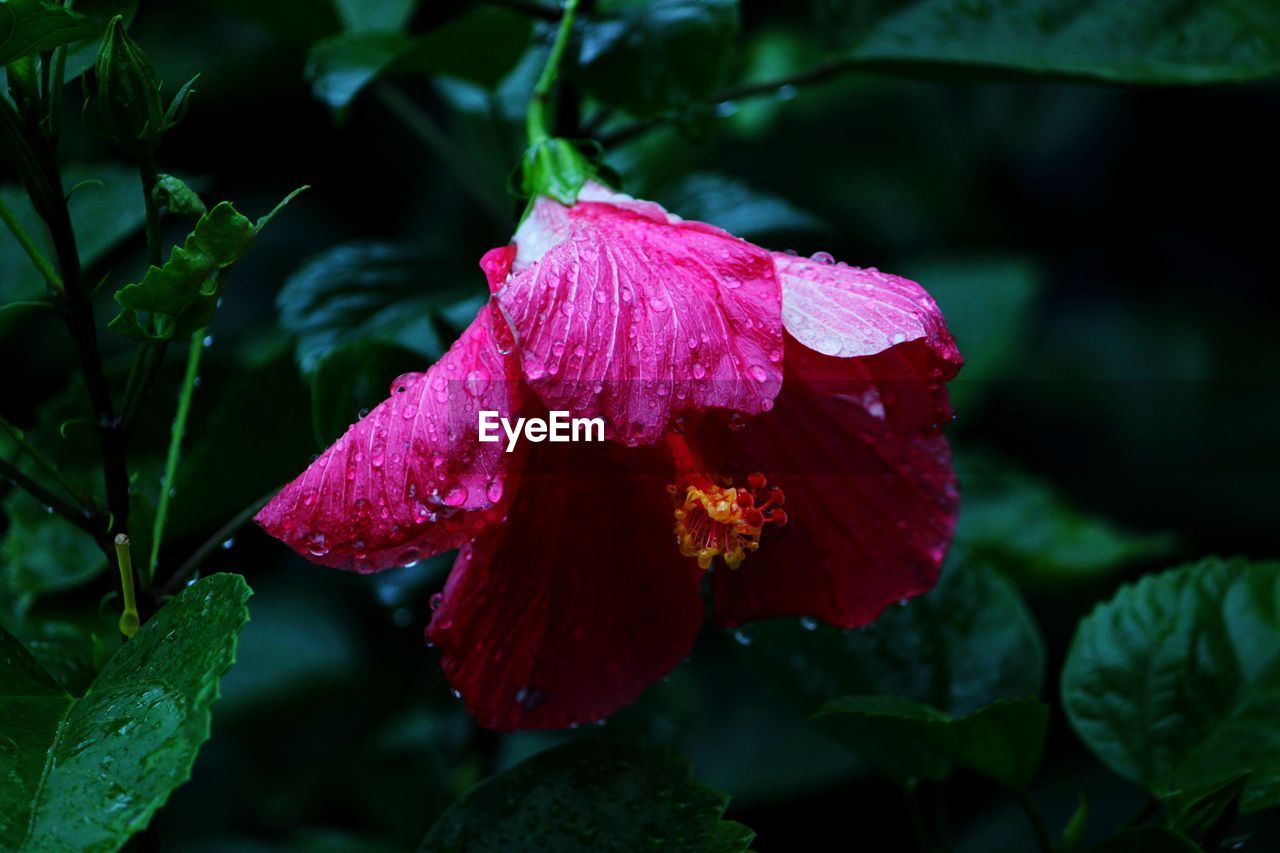 Close-up of wet hibiscus flower