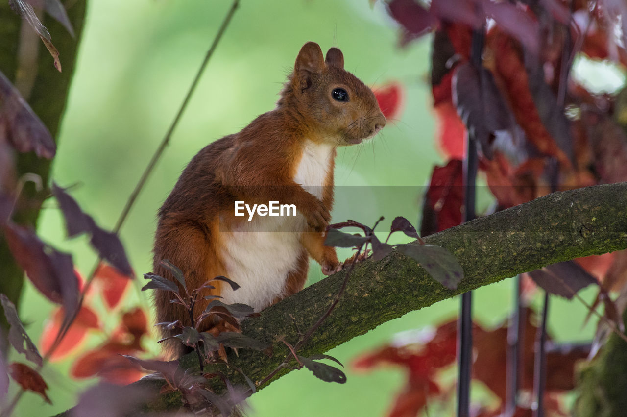 SQUIRREL ON A TREE