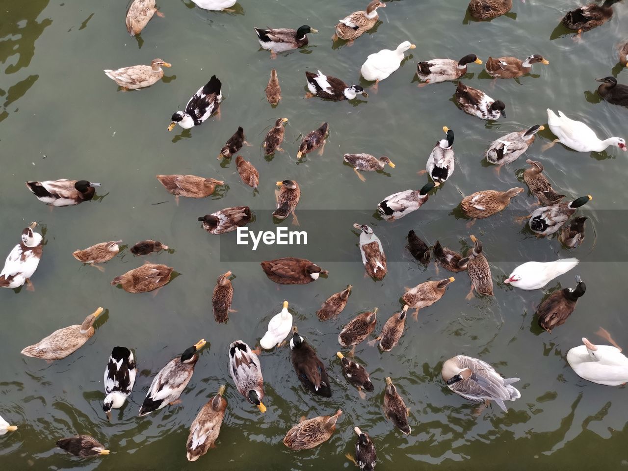 HIGH ANGLE VIEW OF DUCKS FLOATING IN LAKE