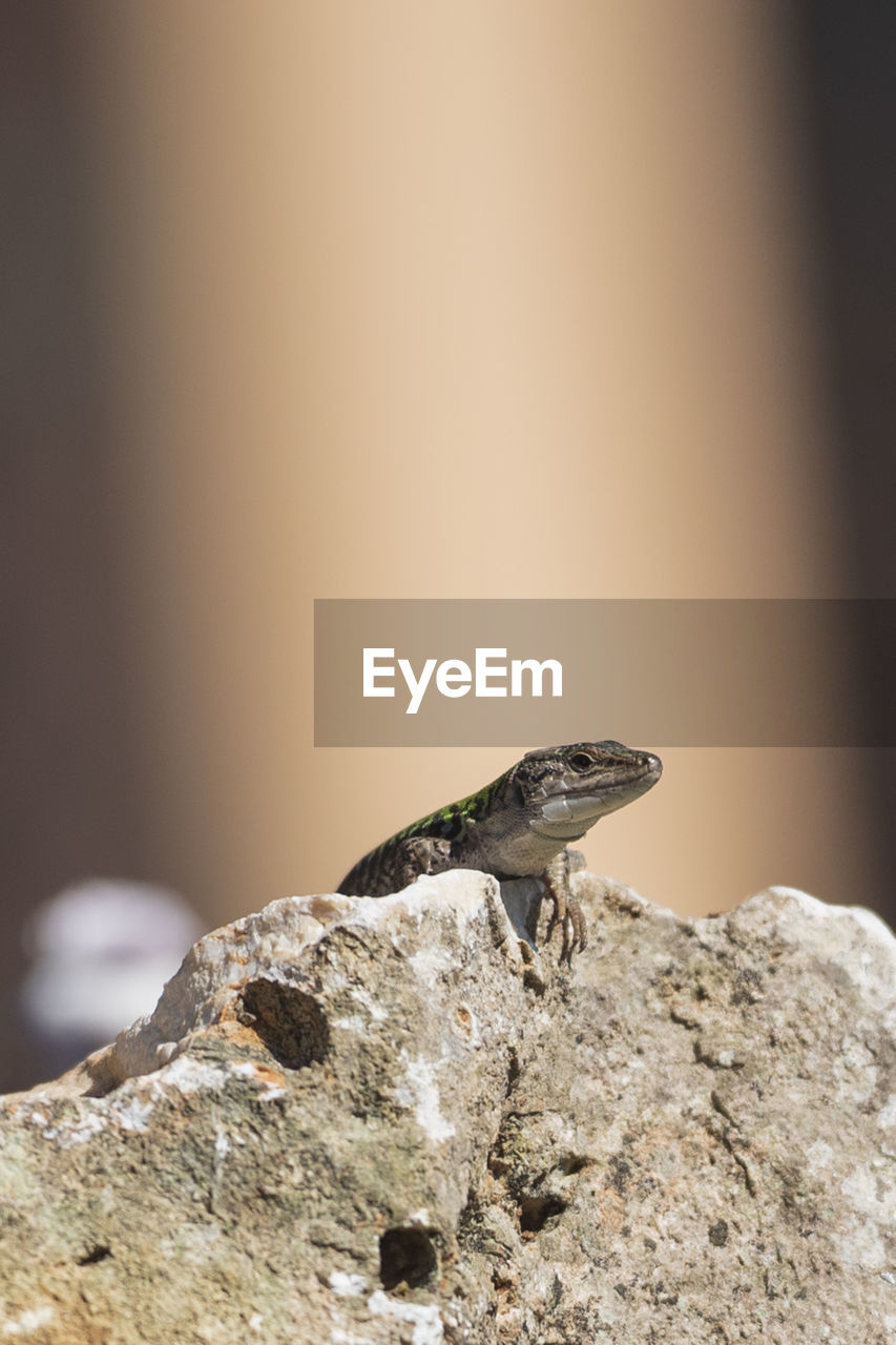 Close-up of bird perching on rock