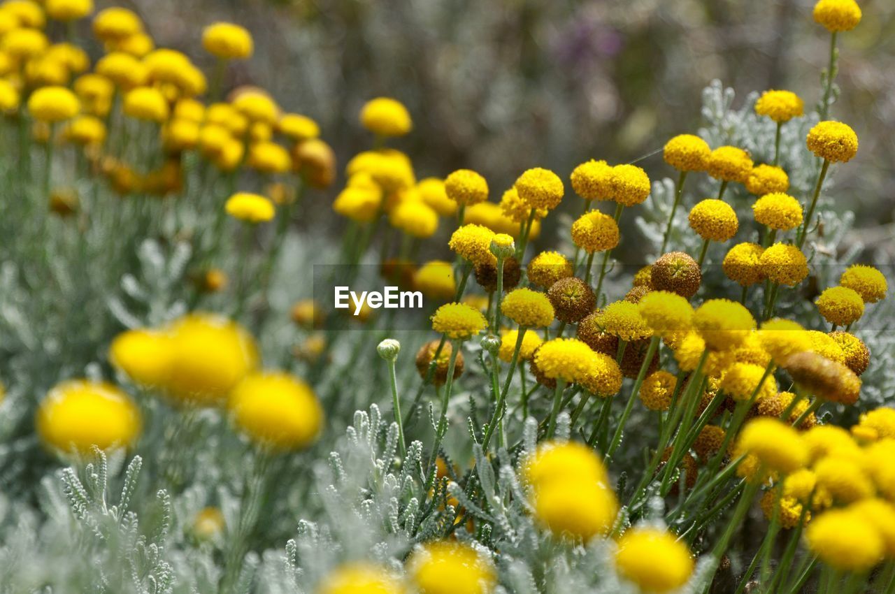Yellow flowers growing on field