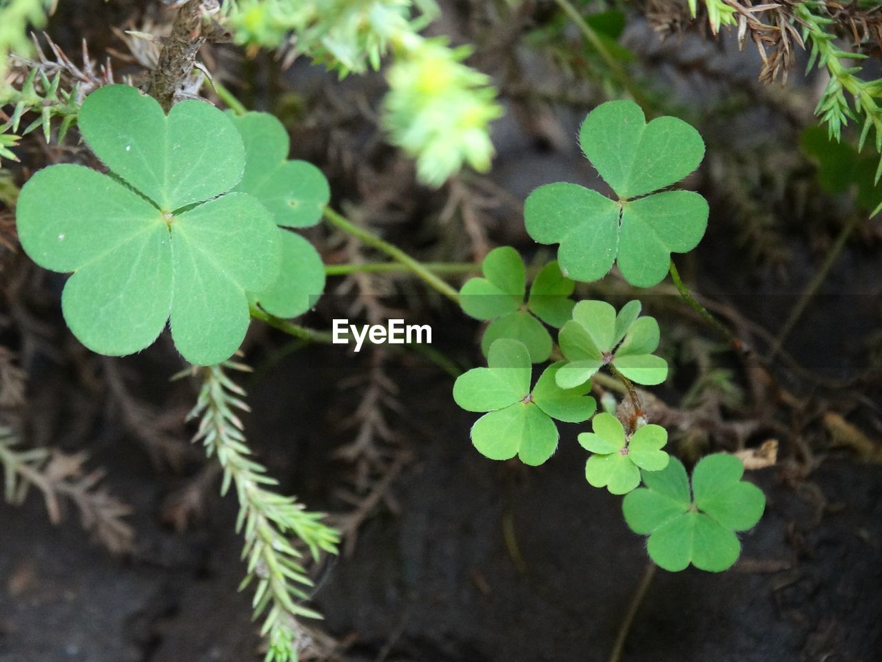 CLOSE-UP OF GREEN PLANT