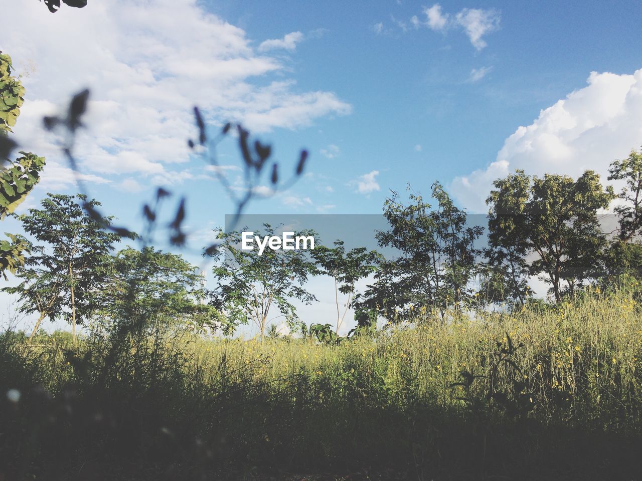 TREES GROWING IN FIELD AGAINST SKY