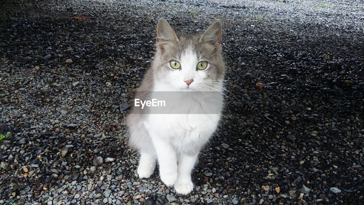 High angle view portrait of cat on gravel field