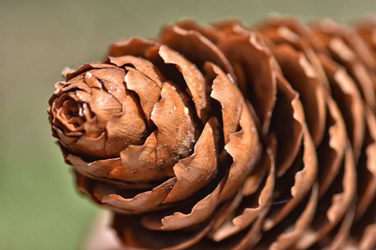 Cropped image of pine cone