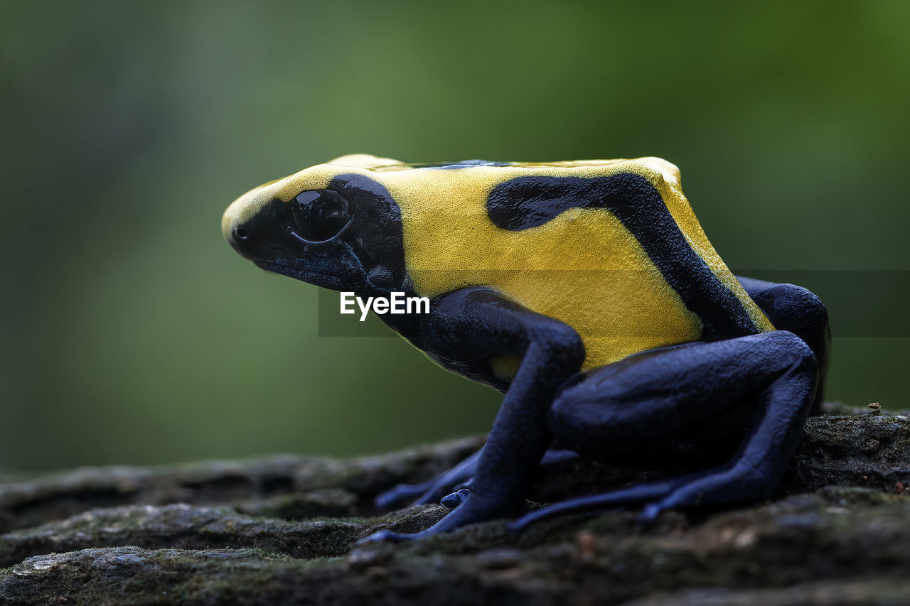 Black yellow dart frog 