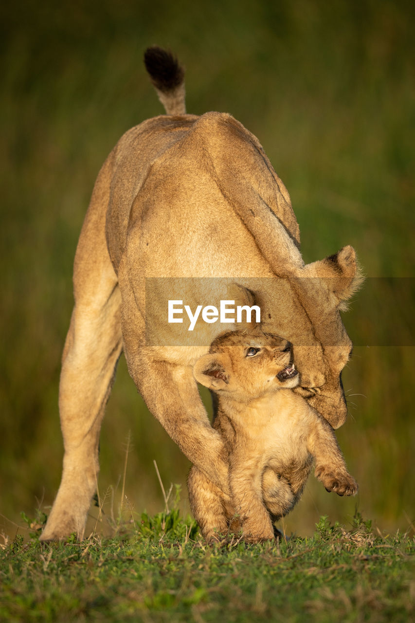 Lioness stands play fighting with young cub