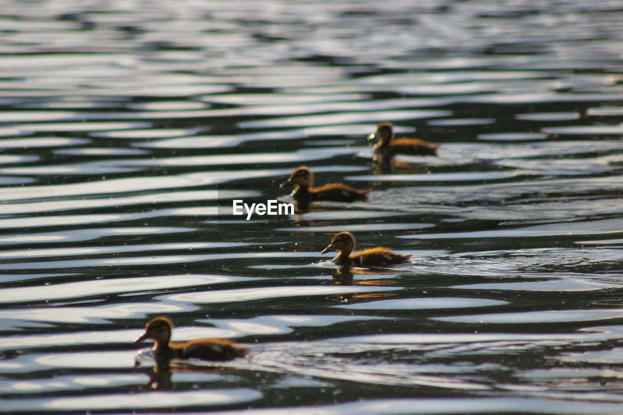 Side view of birds in rippled water