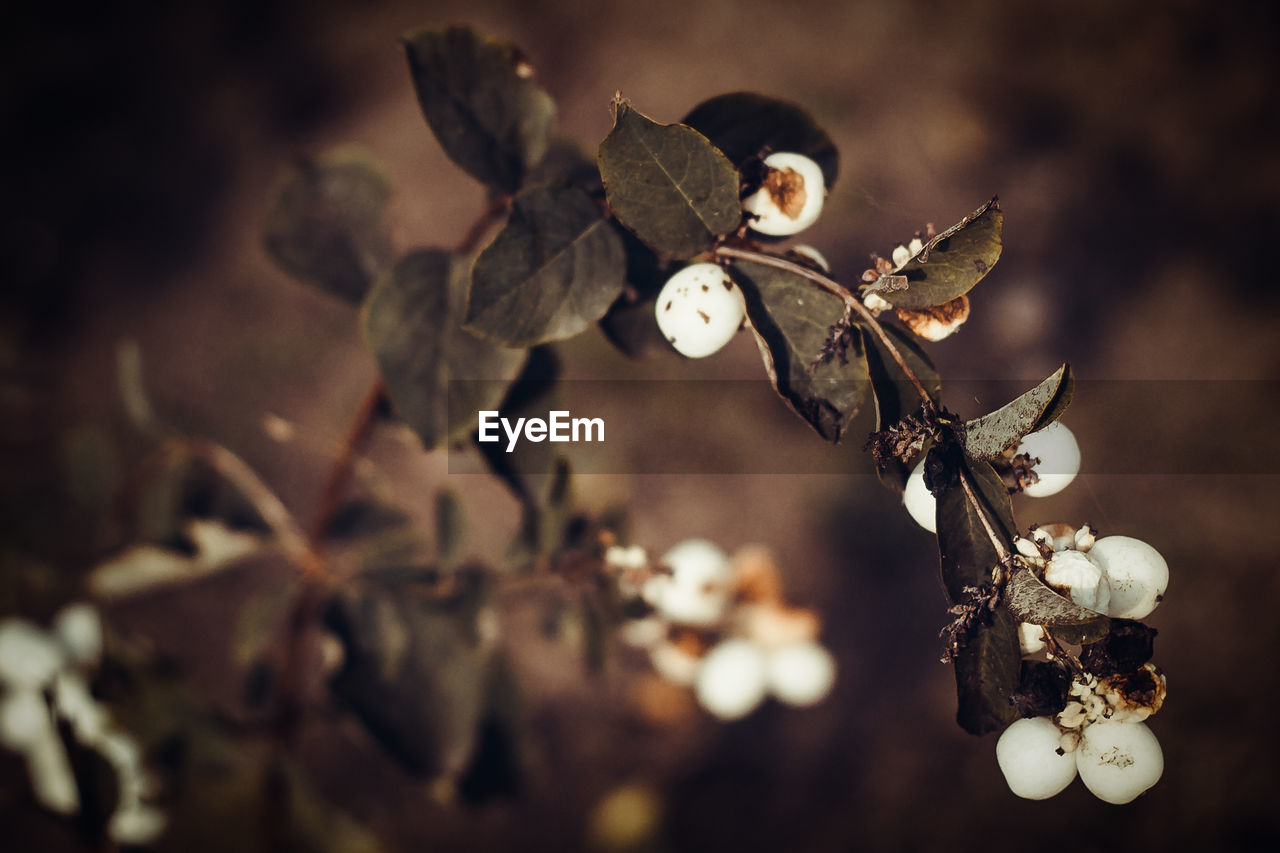 Ripe berries in autumn on a dark background