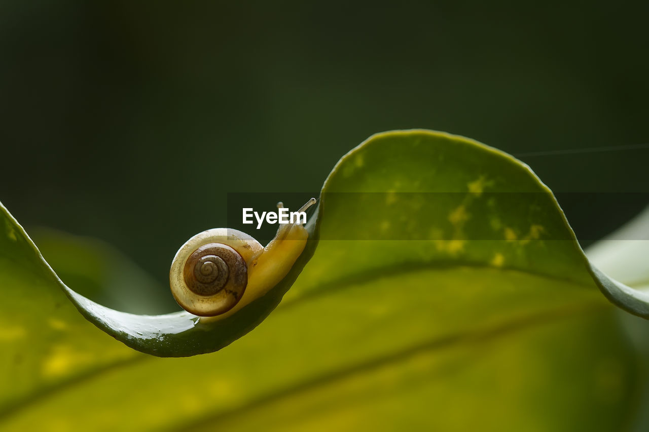 Snail on green leaf