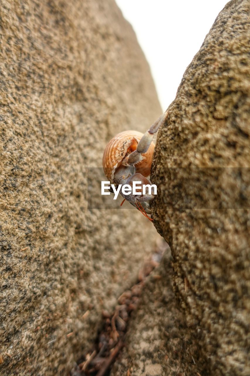 Hermit crab descending a rock