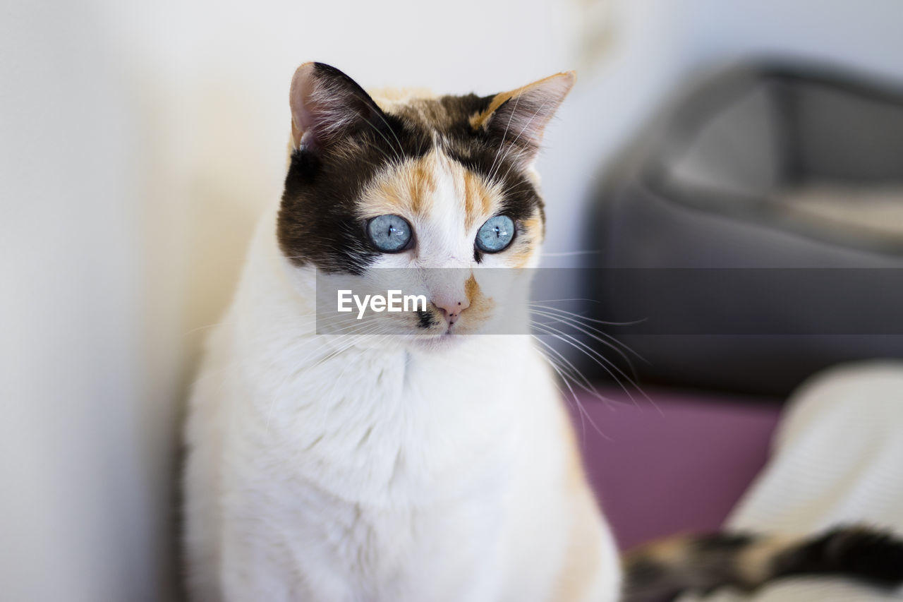 CLOSE-UP PORTRAIT OF CAT BY WHITE AT HOME