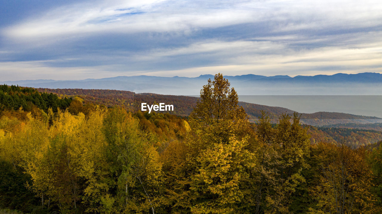 SCENIC VIEW OF TREES AGAINST SKY