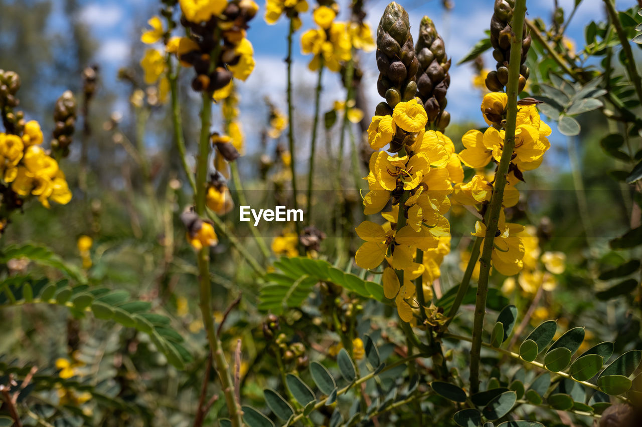Senna didymobotrya flowers blooming 