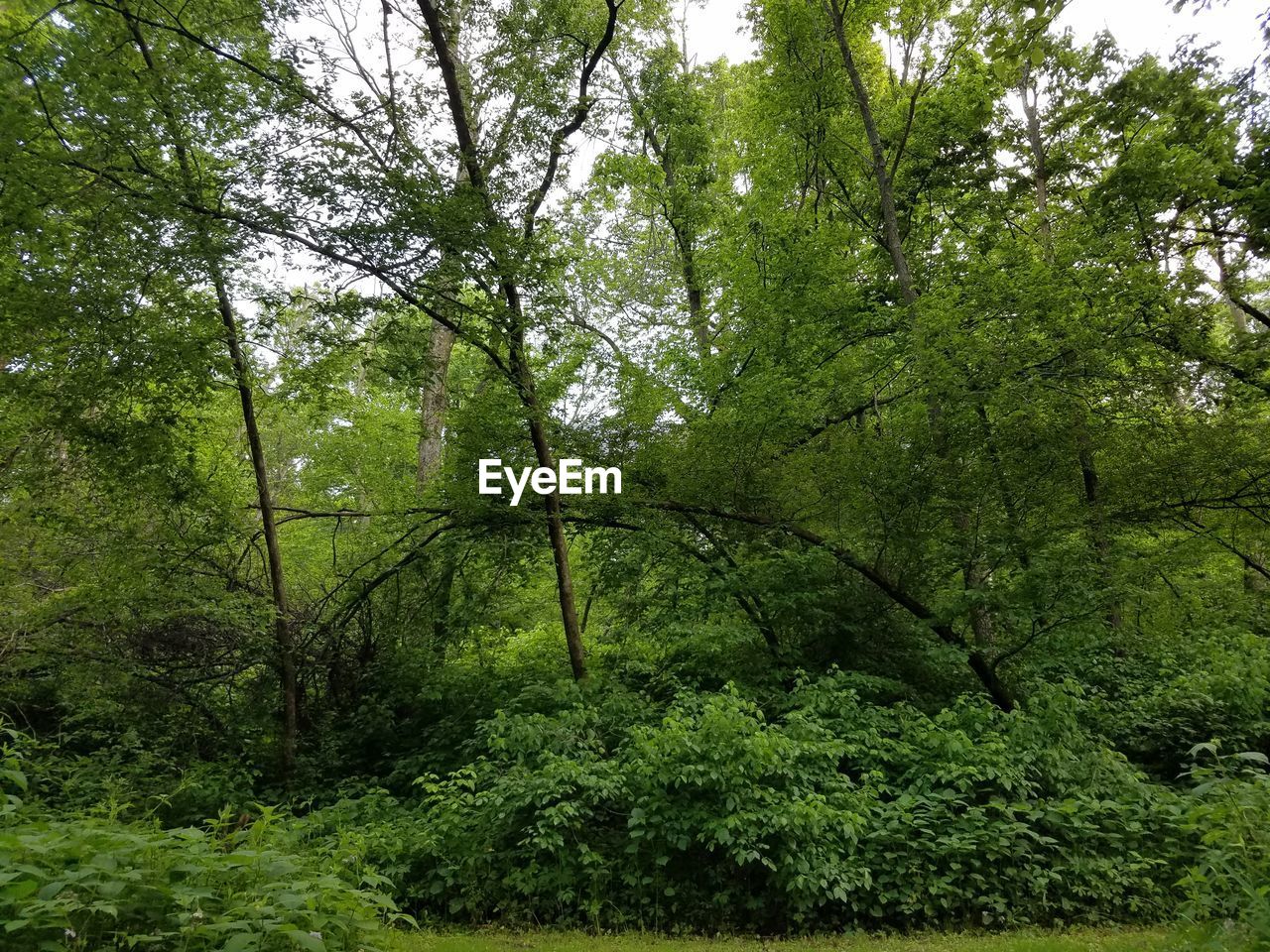 VIEW OF TREES IN FOREST