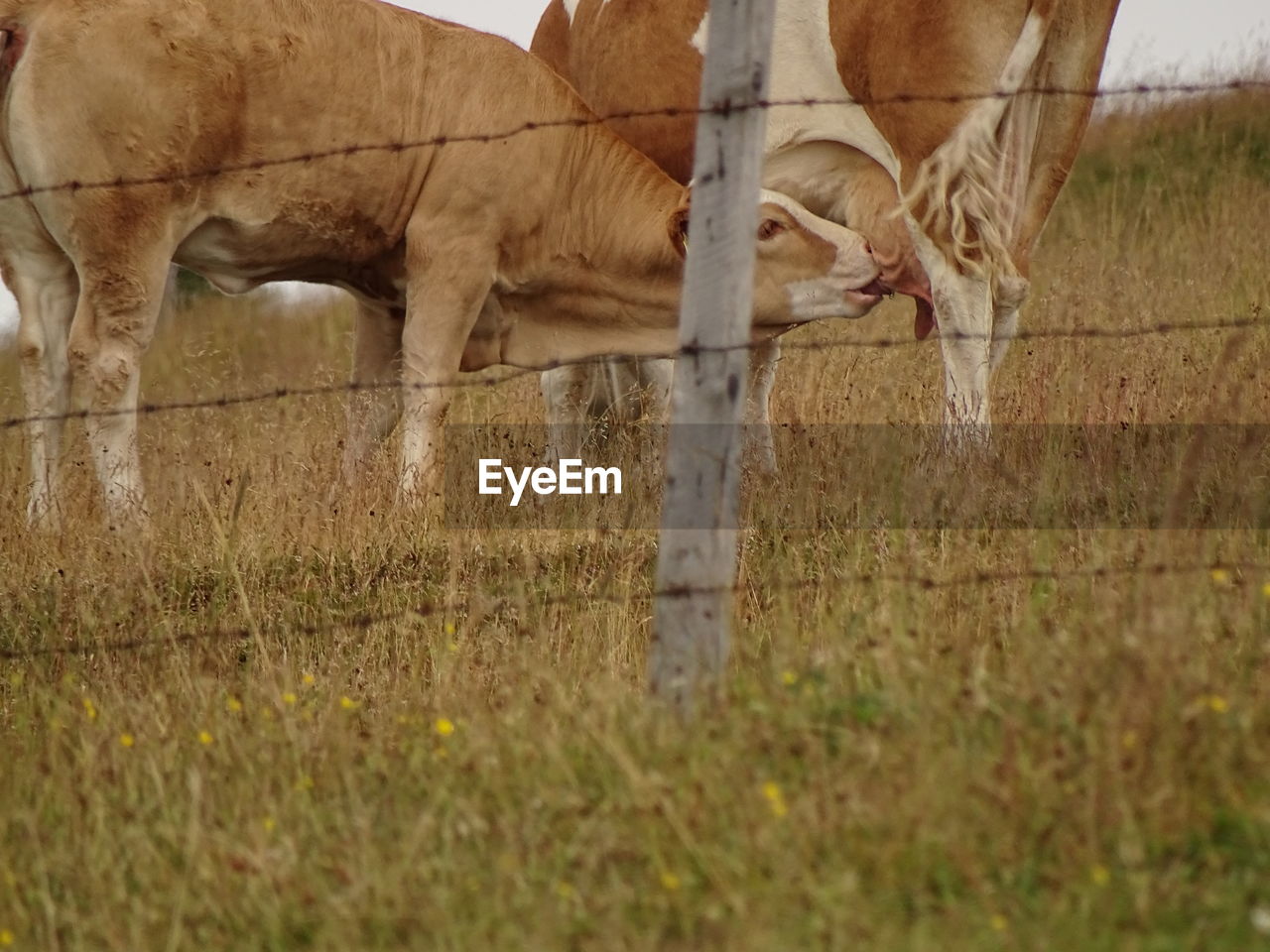 Cow feeding calf on field