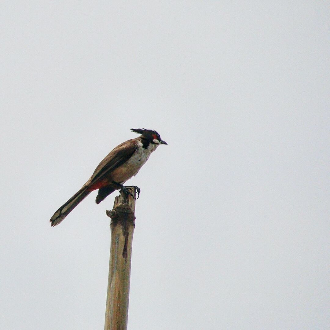 CLOSE-UP OF BIRD PERCHING ON CLEAR SKY