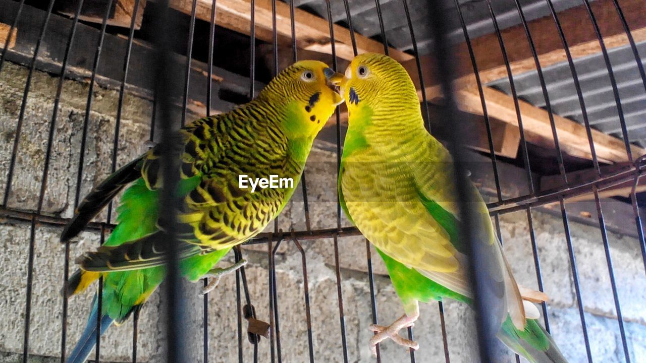 Close-up of birds in cage