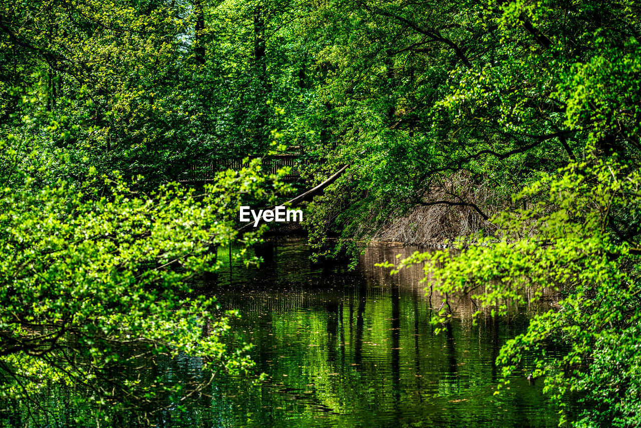 Scenic view of lake in forest