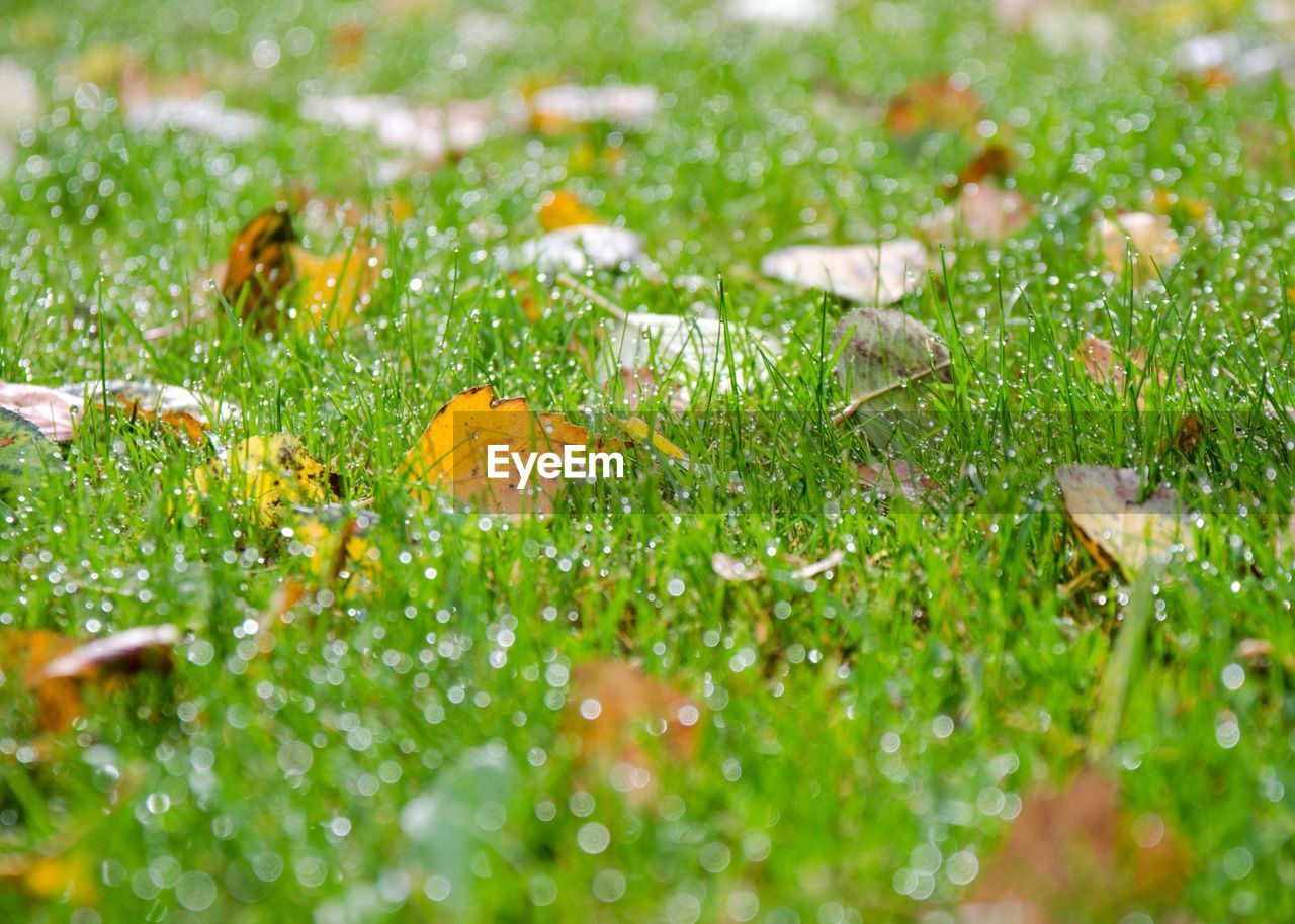 VIEW OF GRASS GROWING IN FIELD