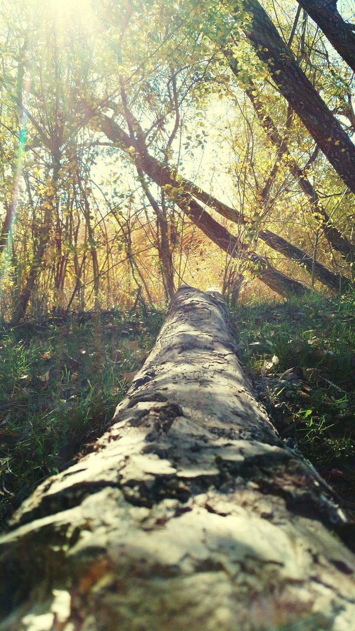 VIEW OF TREES IN FOREST