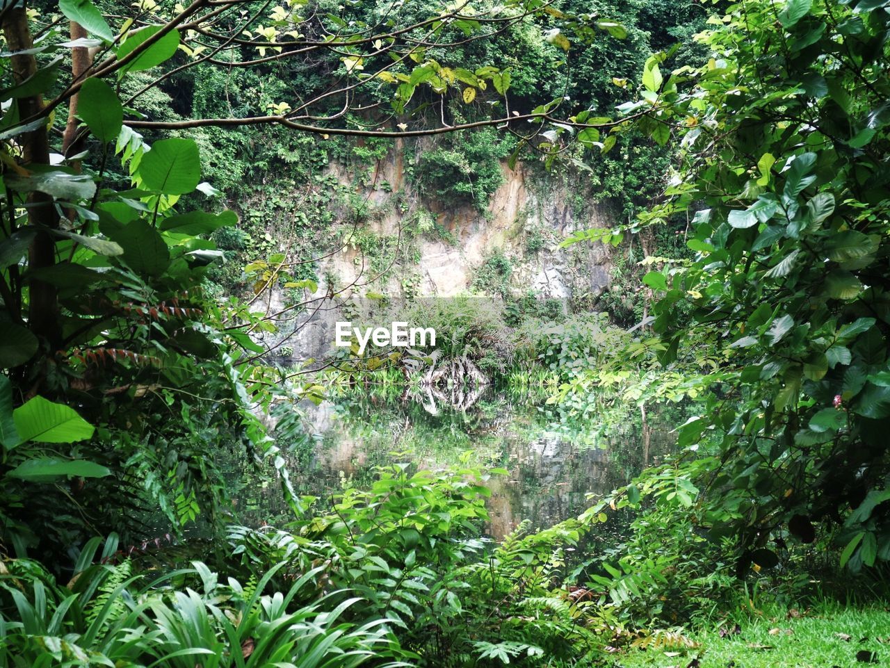 PLANTS GROWING IN FOREST