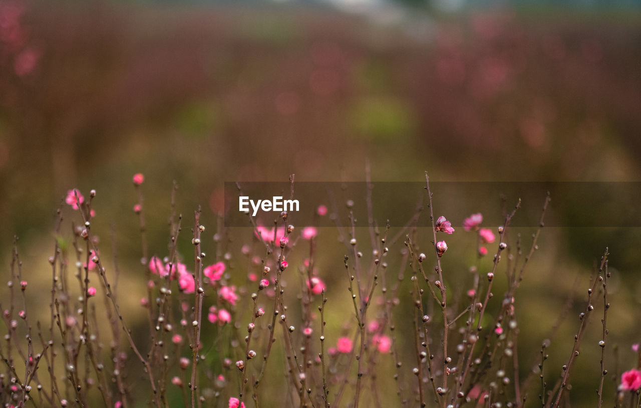 plant, flower, flowering plant, beauty in nature, nature, grass, freshness, grassland, field, land, environment, no people, landscape, meadow, growth, macro photography, close-up, multi colored, pink, summer, outdoors, prairie, sky, fragility, plain, springtime, focus on foreground, tranquility, moisture, selective focus, day, wildflower, sunlight, rural scene, scenics - nature, leaf, purple, dew, natural environment, water, petal, red, backgrounds, non-urban scene, blossom, flowerbed, tranquil scene