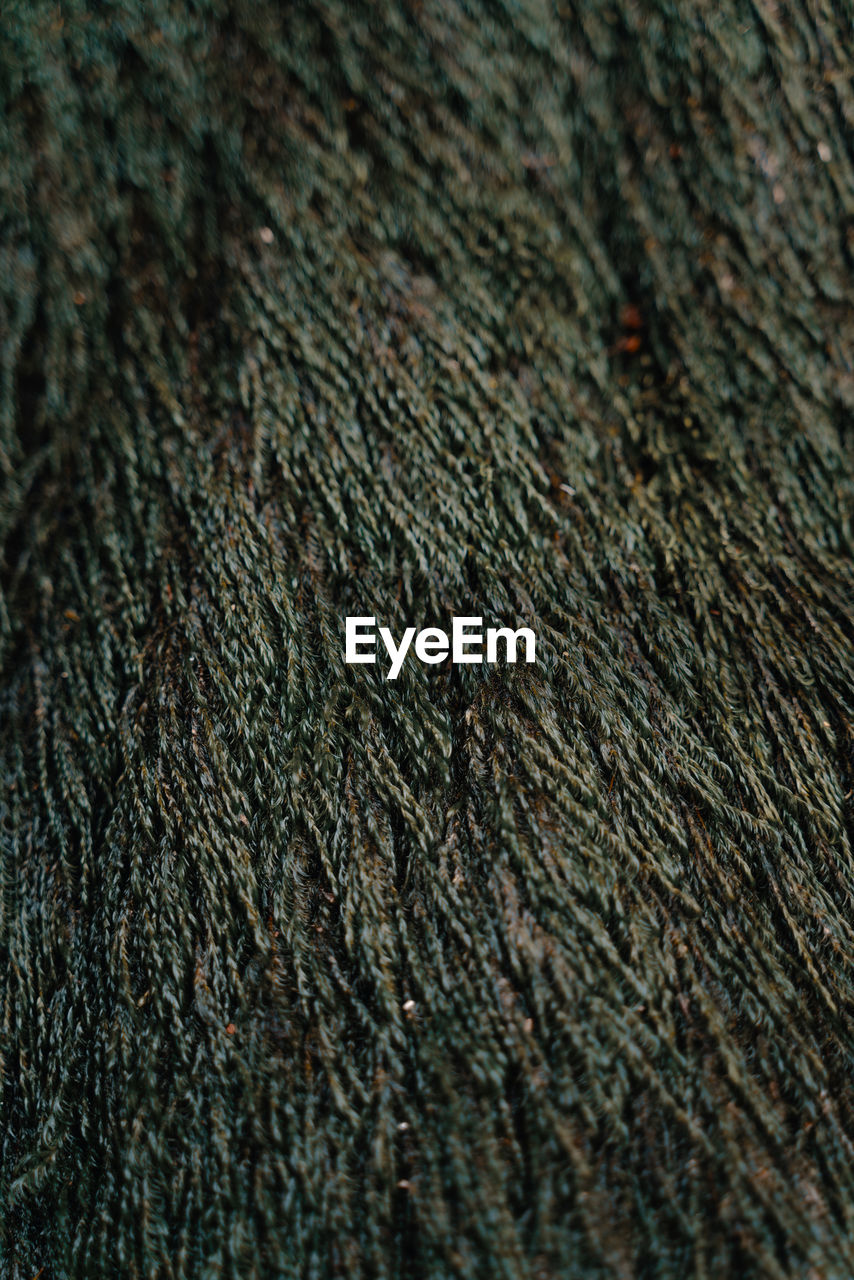 Full frame shot of moss texture