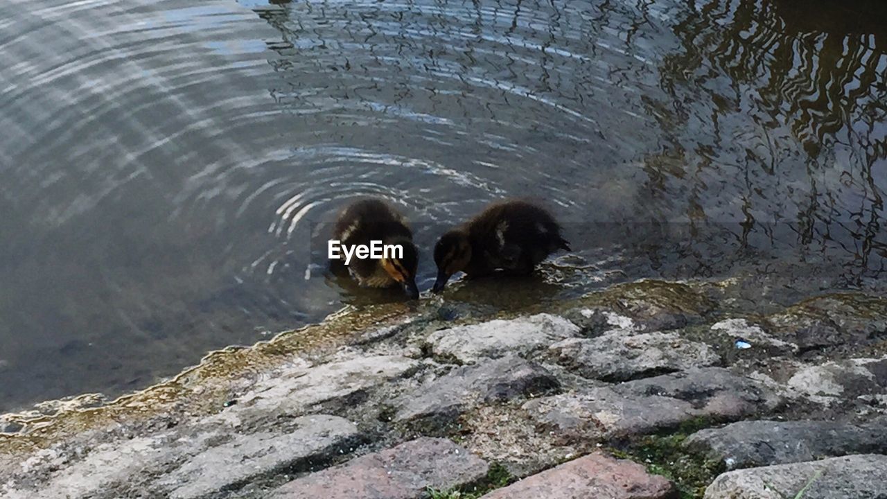 DUCKS ON WATER