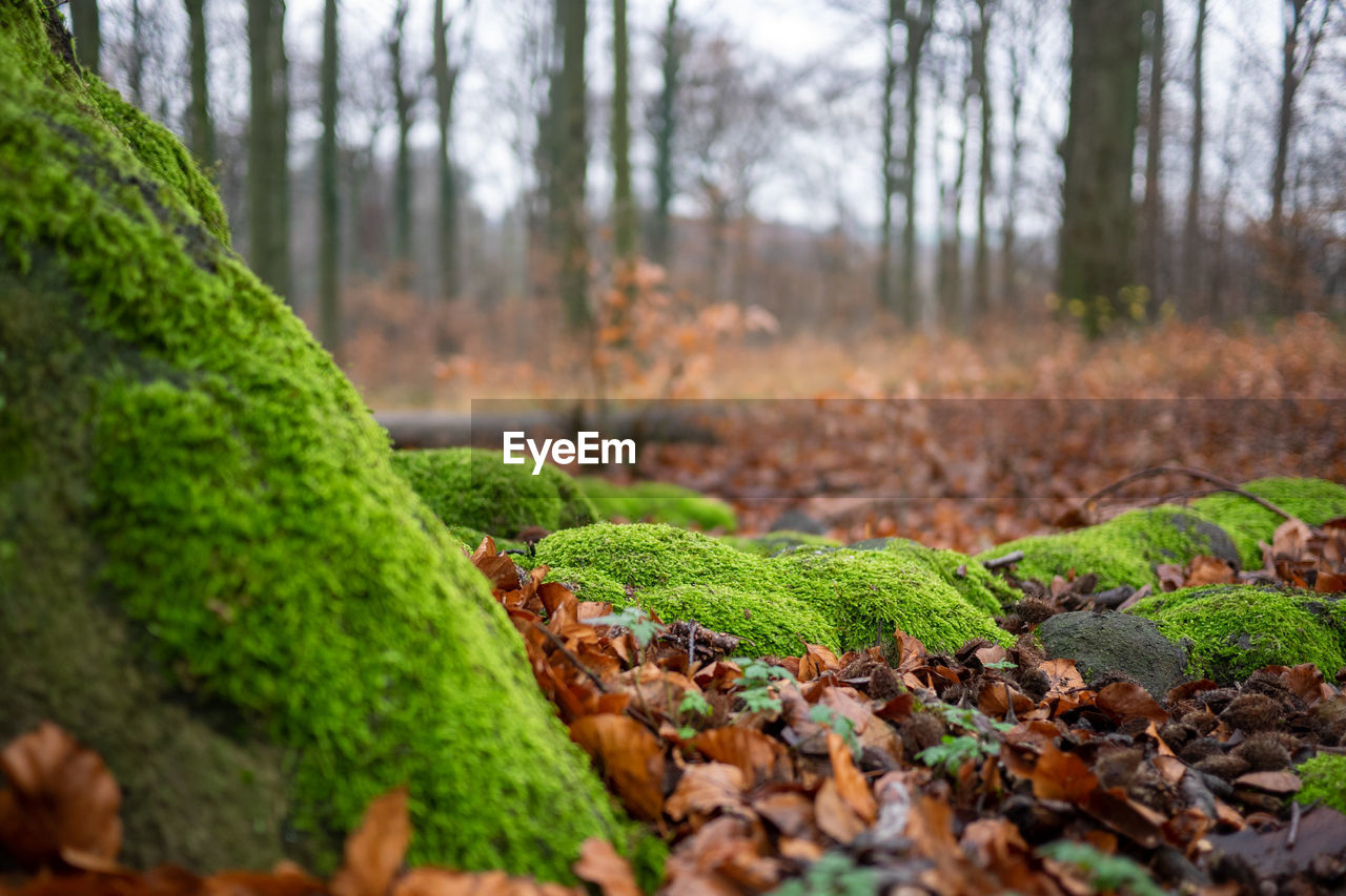 Moss growing on field during autumn