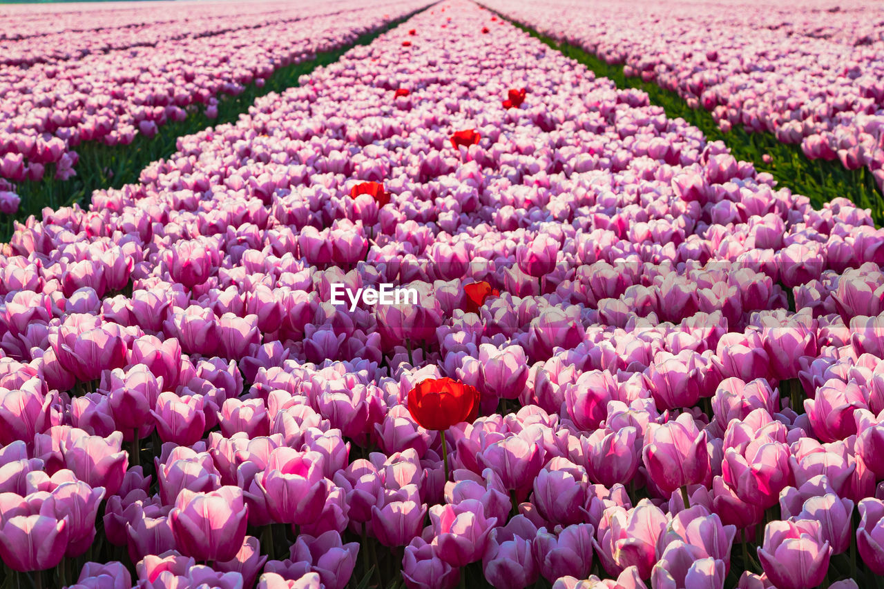 CLOSE-UP OF PINK TULIP FLOWERS IN FIELD
