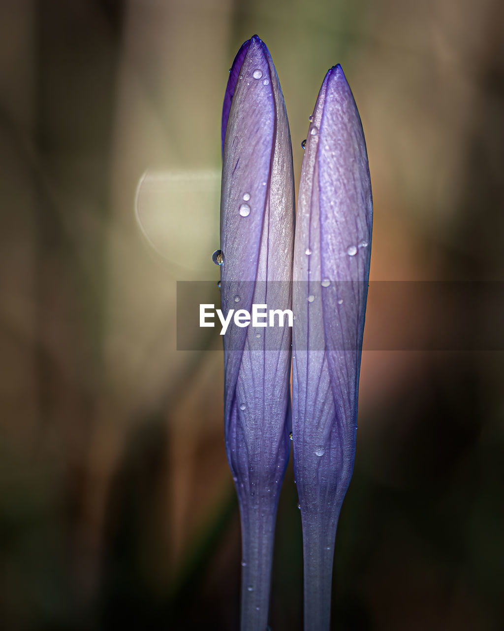 CLOSE-UP OF WET PURPLE CROCUS