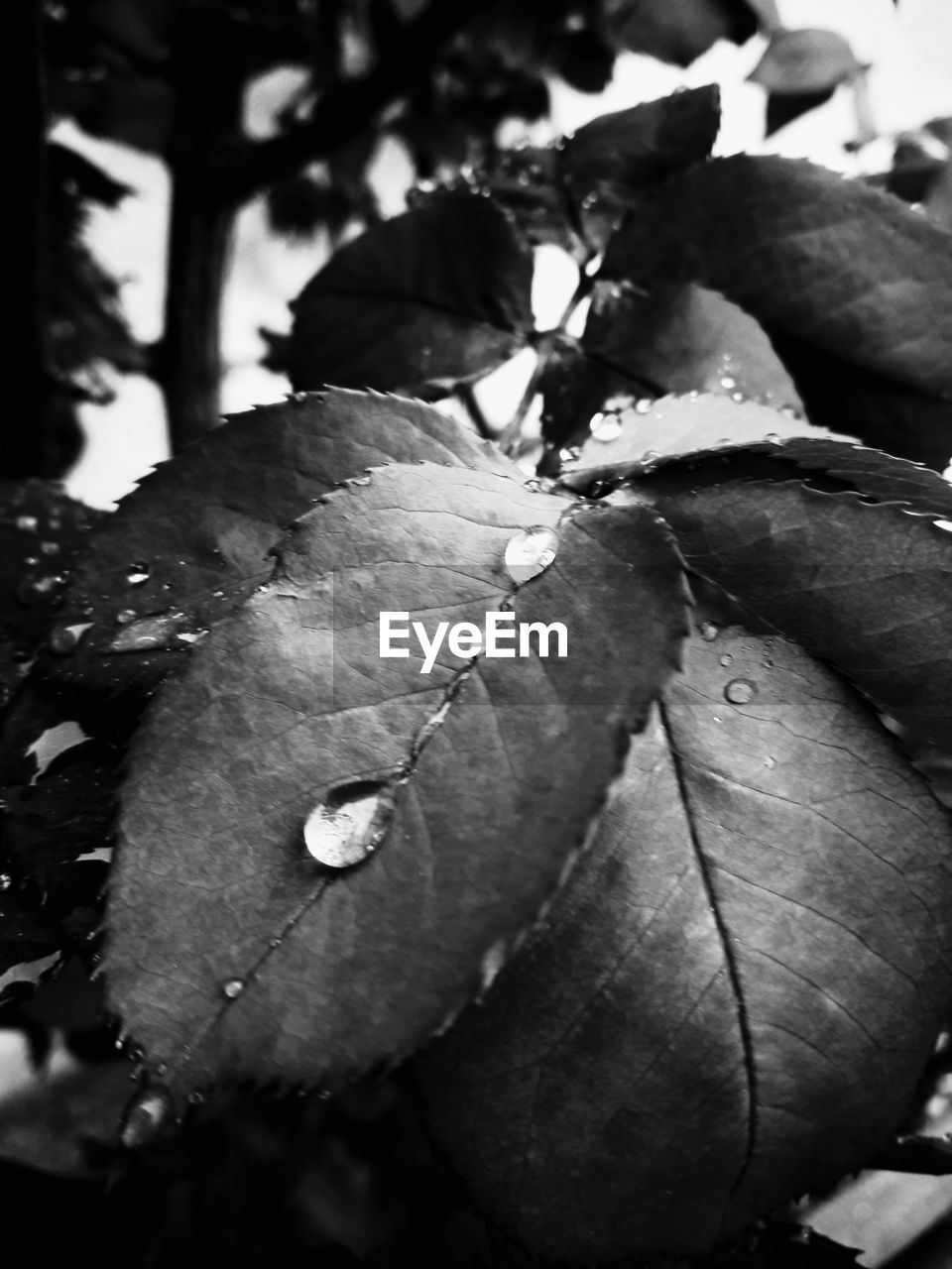 CLOSE-UP OF LEAVES ON PLANT