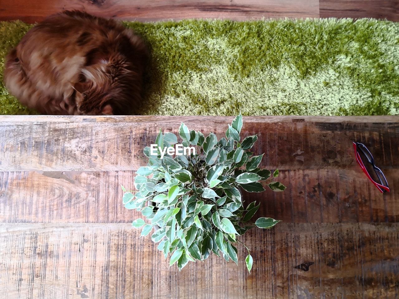 CLOSE-UP OF DOG WITH FLOWERS